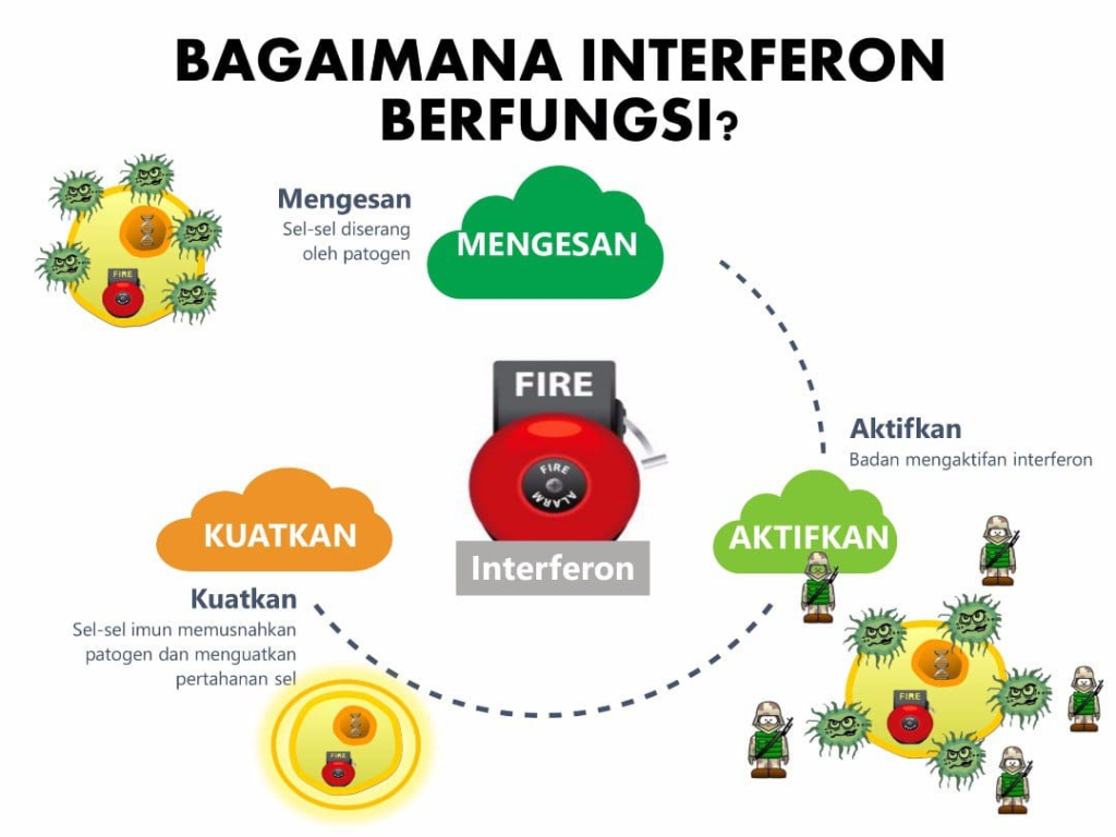 nutriferon shaklee